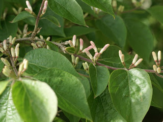 Chèvrefeuille de Maak - Clématite de Maack - Lonicera maackii 