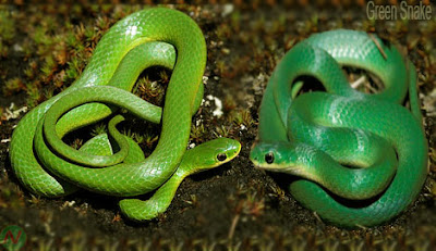 Green snake