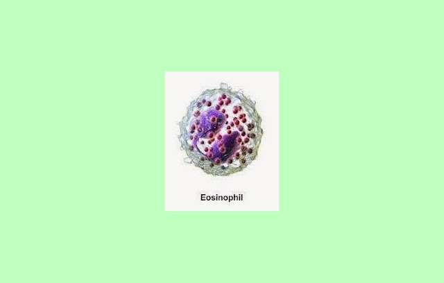 Pengertian Eosinofil, Fungsi Eosinofil, Ciri Eosinofil, Jumlah Eosinofil