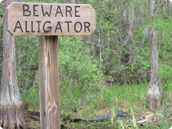 26 Van Fleet - Beware Alligator