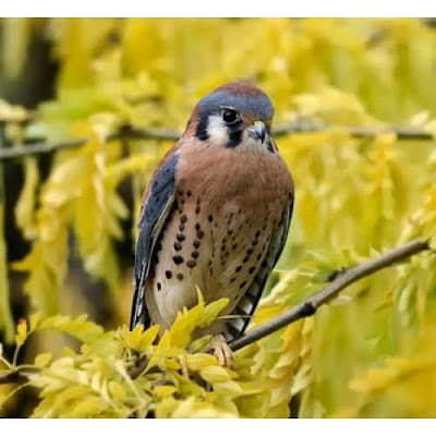 kestrel