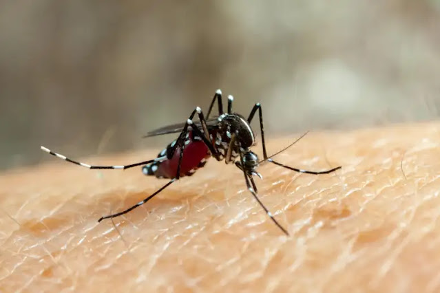 Carboxylic acids in body odor may attract female Aedes aegypti mosquitoes.  Tacio Philip Sansonovski/Alamy
