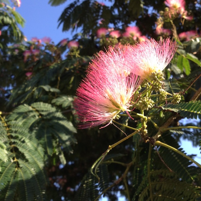 Albizia julibrissin