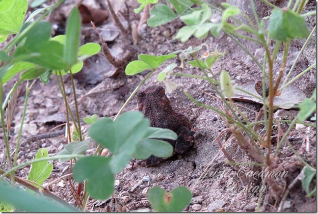 Toad