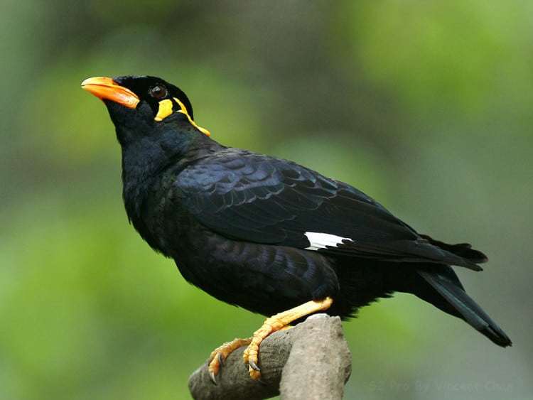 10 Contoh  Hewan  Aves  Beserta Gambar Dan Penjelasannya 