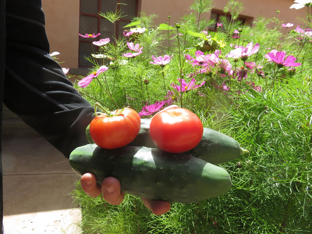 die ersten Tomaten und Gurken aus dem Gewächshaus