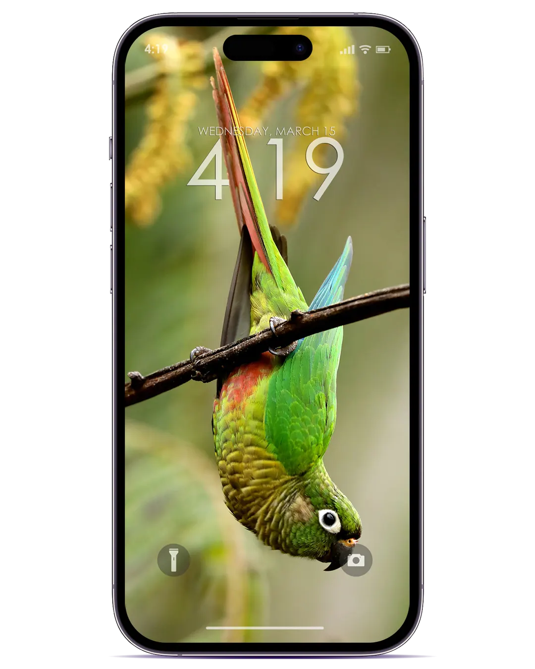 BIRD PHOTO WALLPAPER FOR IOS 16 IPHONE 14 PRO MAX AND ANDROID