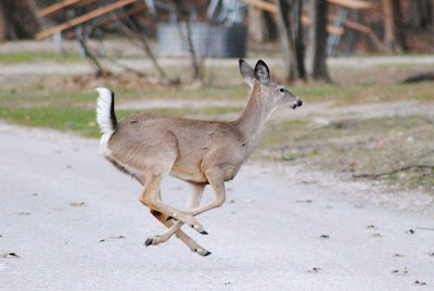 deer run from Nature's MACE repellents