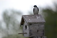  Bisnis burung walet merupakan salah satu jenis perjuangan yang menggiurkan Cara Membuat Rumah Burung Walet yang Disenangi Walet