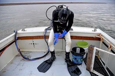 diver, diving, oyster, fisherman, waterman, chesapeake, 