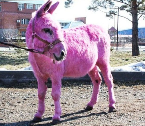 thumbs_picdump-mixed-79-008