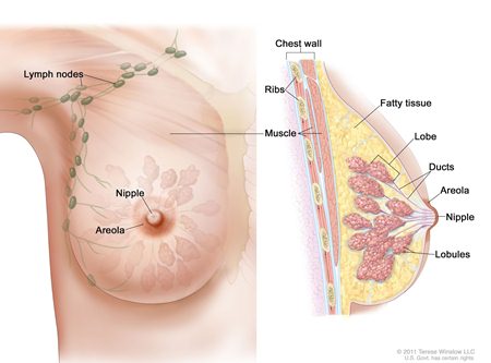 Foto kanker payudara wanita, obat kemoterapi pada kanker payudara, forum obat kanker payudara, cara mengobati kanker payudara tanpa operasi, gejala awal yang dirasakan penderita kanker payudara, cara pengobatan kanker payudara dengan propolis, obat kanker payudara tamoxifen, cara meracik obat kanker payudara, kanker payudara menurun, obat kanker payudara pria, kanker payudara pdf usu