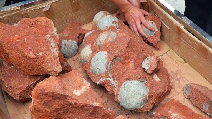China Menemukan 43 Fosil Telur Dinosaurus ~ Tugas Galau