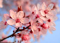 Imagem de Flor de Cerejeira 