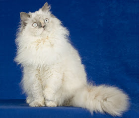 silkirk rex cats kitten pussycat gato macska breeds picture animal pets