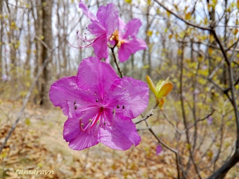 Рододендрон остроконечный (Rhododendron mucronulatum)