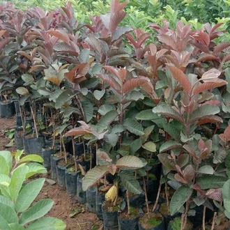 bibit pohon jambu australia merah cocok untuk tabulampot Banten