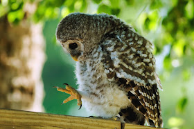 cute baby owl, funny animal pictures of the week