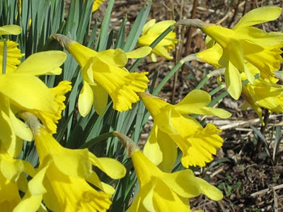 Daffydils