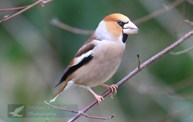 Male Hawfinch