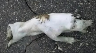 Mystery Roadkill Prompts DNR Investigation