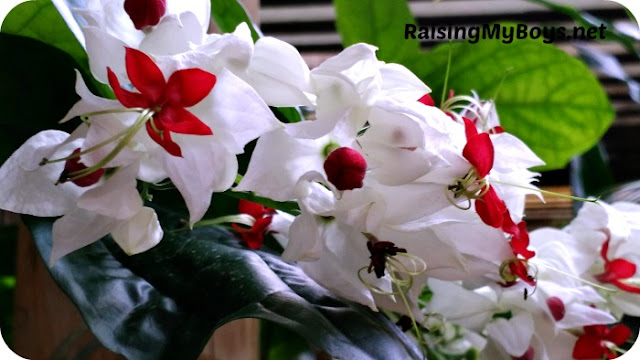 Tropical Bleeding Hearts Photo