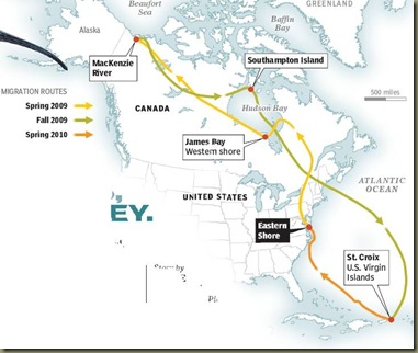 Whimbrel Map