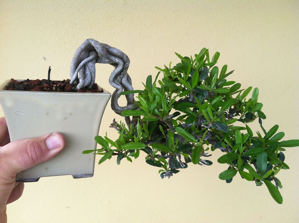 Inspirasi Gaya Bonsai Menonjolkan Akar