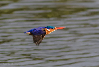 Malachite Kingfisher- Table Bay Nature Reserve Woodbridge Island, Cape Town