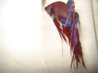 crowntail betta splenden