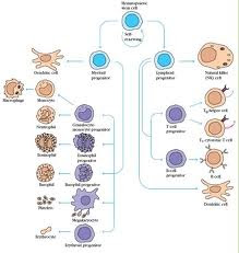 Hematopoyesis