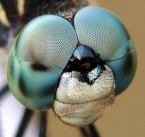 Macro Photography of Insects Eyes Seen On www.coolpicturegallery.us