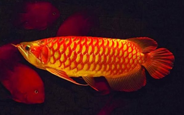 5 Color Variations of Super  Red  Arowana Fish WinTrik