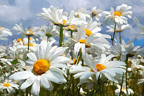 Flower Wallpaper on Flowers For Flower Lovers   Daisy Flower Wallpapers