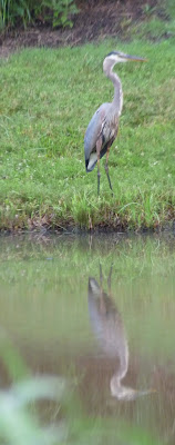 great blue heron and reflection