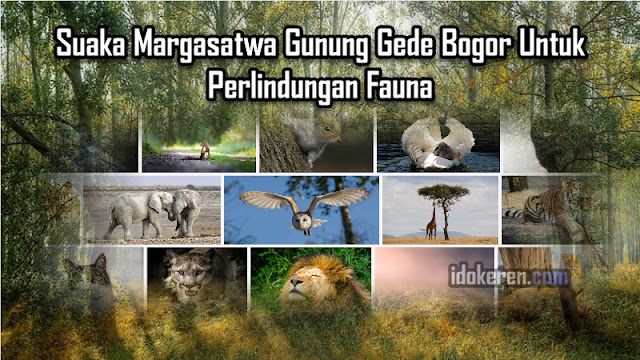 Suaka Margasatwa Gunung Gede Bogor Untuk Perlindungan Fauna