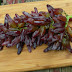 Season of the Witch Finger Grape