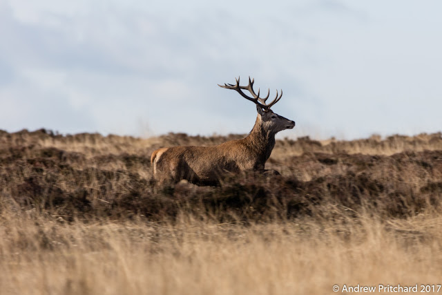 A stag in profile looking in a direction across the moor.