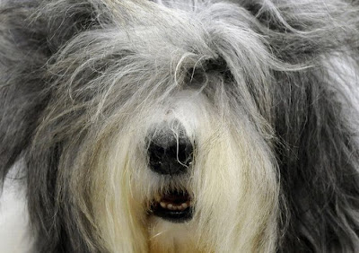 Backstage At The 135th Annual Westminster Dog Show Seen On www.coolpicturegallery.us