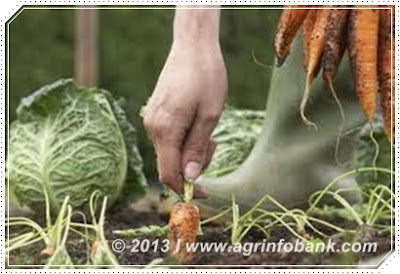 www.agrinfobank.com