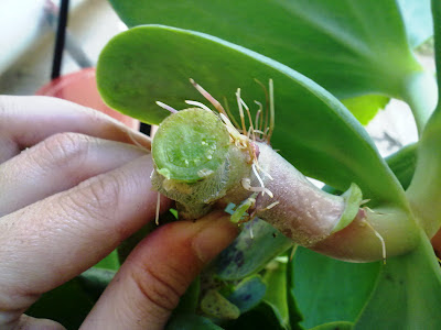 kalanchoe marmorata cutting