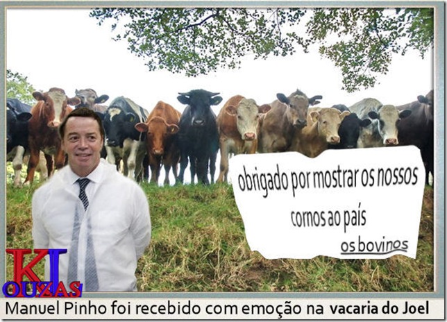 vacas