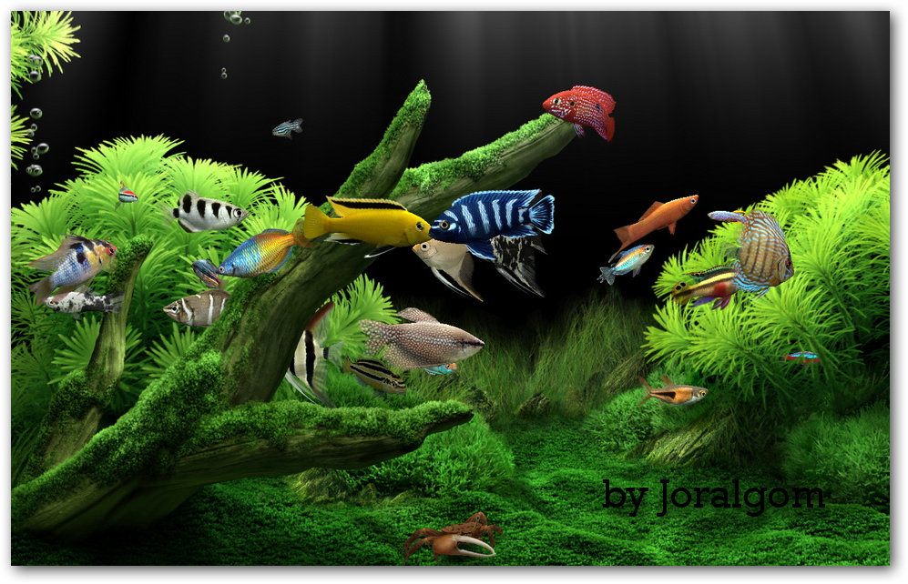 aquarium i .dream