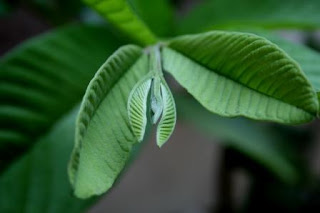 Red Guava Leaves