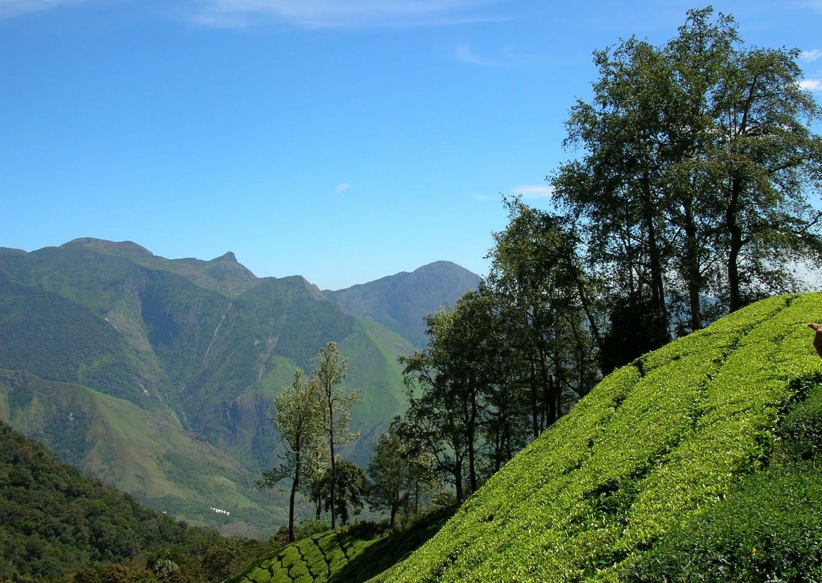 Munnar kerala