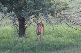 whitetail doe under pear tree