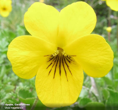 Violeta amarilla (Viola magellanica)