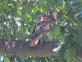 juvenile red-tail hawk