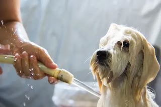 best shampoo for dogs in India