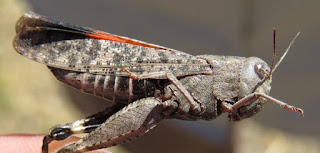 Arphia pseudonietana, Red-winged Grasshopper